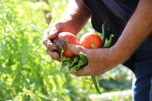 Foto - Hobi olarak başlamıştı! Şimdi market ve pazara gitmiyor