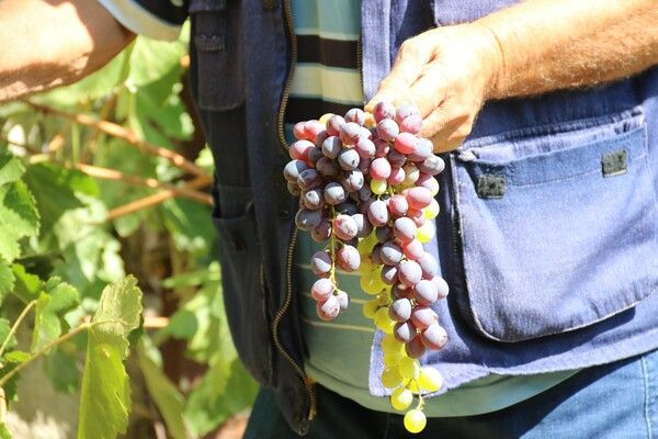 Foto - Hobi olarak başlamıştı! Şimdi market ve pazara gitmiyor
