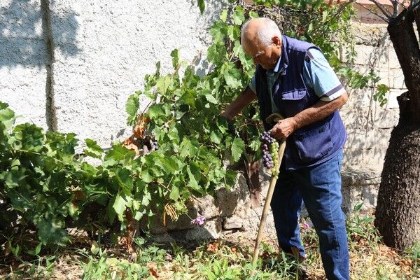 Foto - Hobi olarak başlamıştı! Şimdi market ve pazara gitmiyor