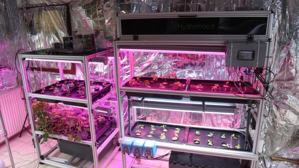 Foto - Hobi olarak başlamıştı, şimdi ticarete döktü! Bunu yaparak servet kazanıyor! Bu nasıl iş böyle 