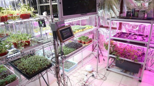 Foto - Hobi olarak başlamıştı, şimdi ticarete döktü! Bunu yaparak servet kazanıyor! Bu nasıl iş böyle 