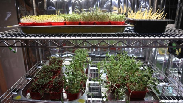 Foto - Hobi olarak başlamıştı, şimdi ticarete döktü! Bunu yaparak servet kazanıyor! Bu nasıl iş böyle 