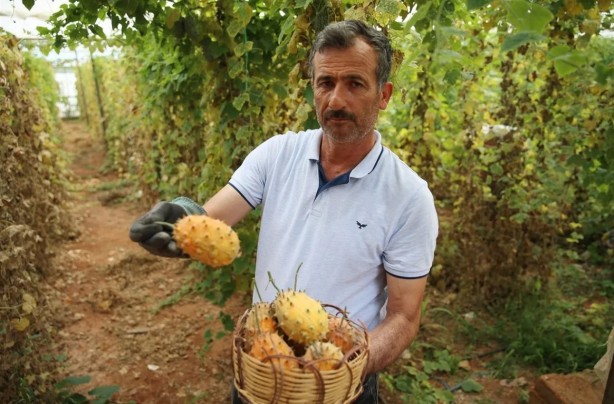 Foto - Denemek için başlamıştı... Tanesinin kaça satıldığını duyan bu işe girmek istiyor