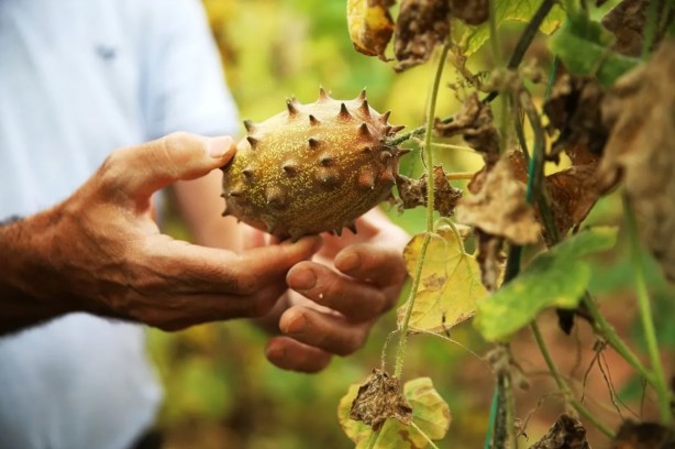 Foto - Denemek için başlamıştı... Tanesinin kaça satıldığını duyan bu işe girmek istiyor