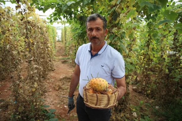 Denemek için başlamıştı... Tanesinin kaça satıldığını duyan bu işe girmek istiyor