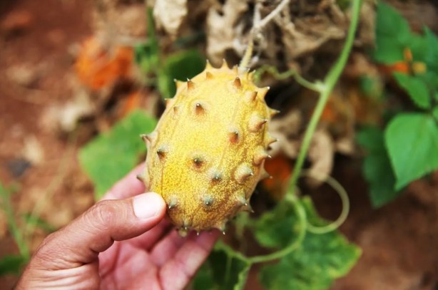 Foto - Denemek için başlamıştı... Tanesinin kaça satıldığını duyan bu işe girmek istiyor