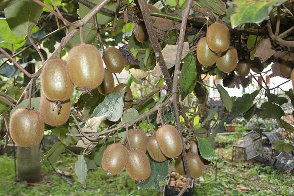 Foto - Hobi olarak başlandı yılda bakın ne kadar kazandırıyor