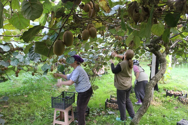 Foto - Hobi olarak başlandı yılda bakın ne kadar kazandırıyor