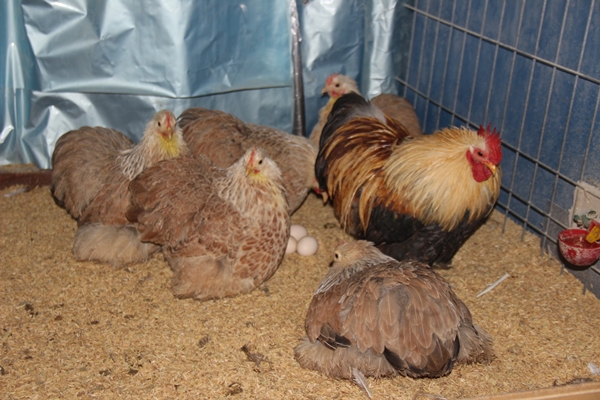 Foto - Hobi olarak başlayıp kendi işini kurdu... 200 TL ile 2 bin 500 TL arasında satıyor