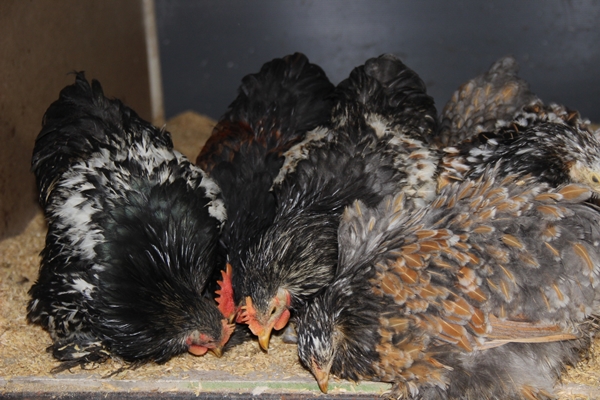 Foto - Hobi olarak başlayıp kendi işini kurdu... 200 TL ile 2 bin 500 TL arasında satıyor