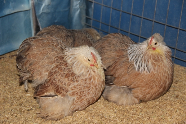 Foto - Hobi olarak başlayıp kendi işini kurdu... 200 TL ile 2 bin 500 TL arasında satıyor