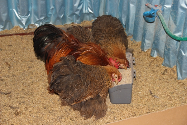 Foto - Hobi olarak başlayıp kendi işini kurdu... 200 TL ile 2 bin 500 TL arasında satıyor