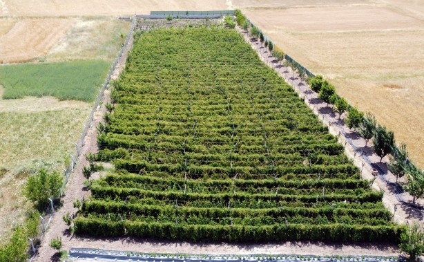 Foto - Hobi olarak üretmeye başlamıştı şimdi taleplere yetişemiyor, bahçeden çıkmadan ürünler tükeniyor