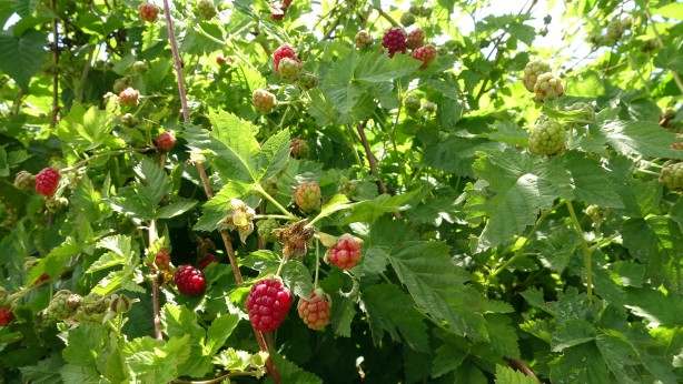 Foto - Hobi olarak üretmeye başlamıştı şimdi taleplere yetişemiyor, bahçeden çıkmadan ürünler tükeniyor
