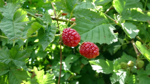 Foto - Hobi olarak üretmeye başlamıştı şimdi taleplere yetişemiyor, bahçeden çıkmadan ürünler tükeniyor