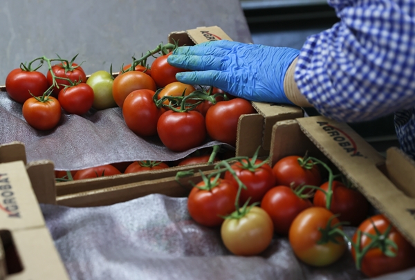 Foto - Hollanda engeli sonunda kalktı... Artık Türkiye'ye muhtaçlar