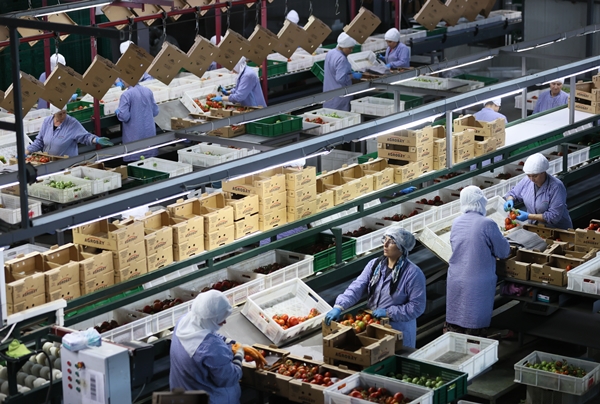 Foto - Hollanda engeli sonunda kalktı... Artık Türkiye'ye muhtaçlar