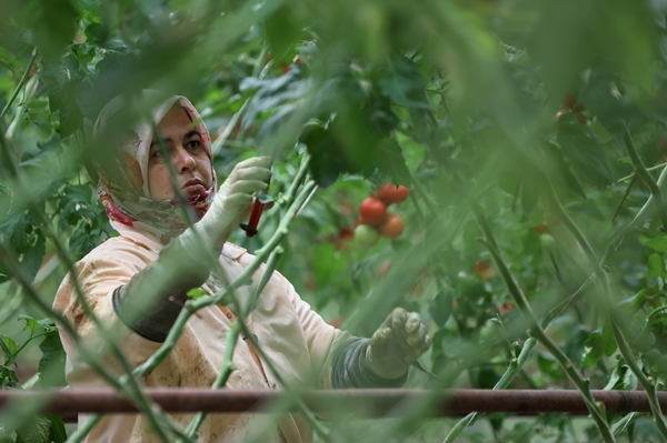 Foto - Hollanda engeli sonunda kalktı... Artık Türkiye'ye muhtaçlar