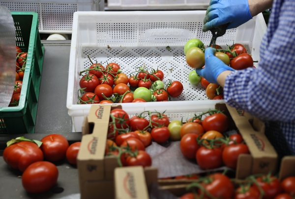 Foto - Hollanda engeli sonunda kalktı... Artık Türkiye'ye muhtaçlar