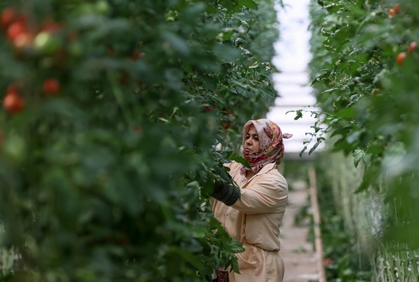 Foto - Hollanda engeli sonunda kalktı... Artık Türkiye'ye muhtaçlar