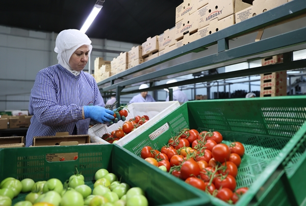 Foto - Hollanda engeli sonunda kalktı... Artık Türkiye'ye muhtaçlar