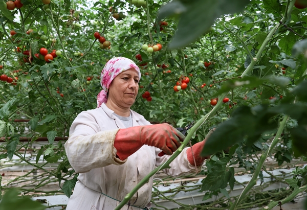 Foto - Hollanda engeli sonunda kalktı... Artık Türkiye'ye muhtaçlar