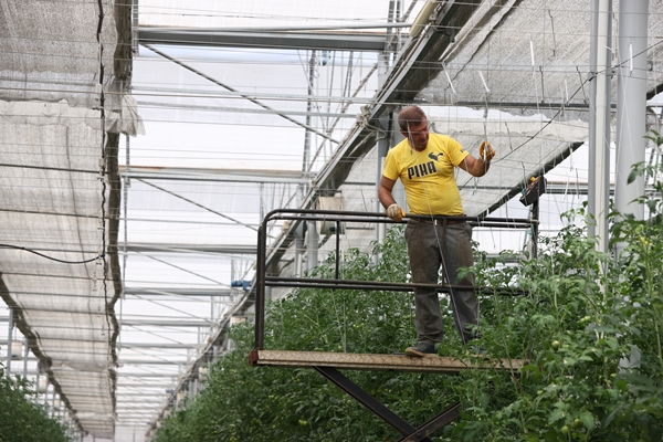 Foto - Hollanda engeli sonunda kalktı... Artık Türkiye'ye muhtaçlar