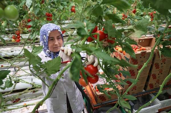 Foto - Hollanda engeli sonunda kalktı... Artık Türkiye'ye muhtaçlar