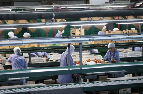 Foto - Hollanda engeli sonunda kalktı... Artık Türkiye'ye muhtaçlar