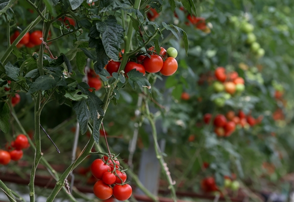 Foto - Hollanda engeli sonunda kalktı... Artık Türkiye'ye muhtaçlar