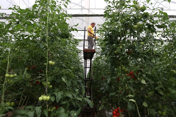 Foto - Hollanda engeli sonunda kalktı... Artık Türkiye'ye muhtaçlar