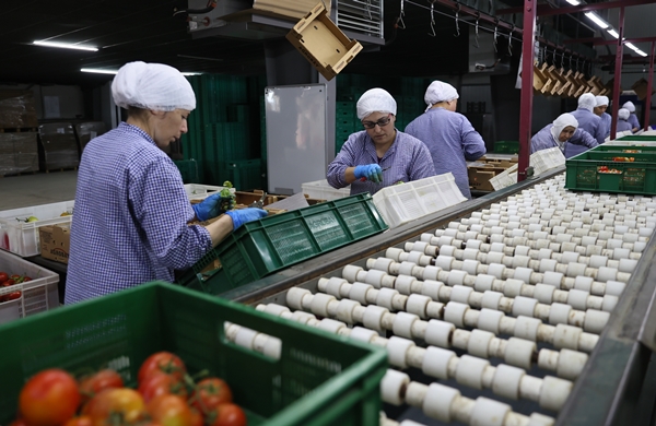 Foto - Hollanda engeli sonunda kalktı... Artık Türkiye'ye muhtaçlar