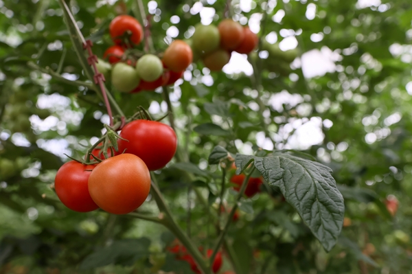 Foto - Hollanda engeli sonunda kalktı... Artık Türkiye'ye muhtaçlar