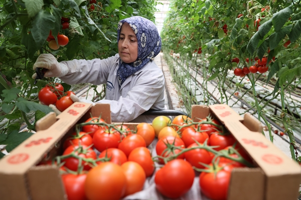 Foto - Hollanda engeli sonunda kalktı... Artık Türkiye'ye muhtaçlar