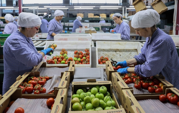Foto - Hollanda engeli sonunda kalktı... Artık Türkiye'ye muhtaçlar