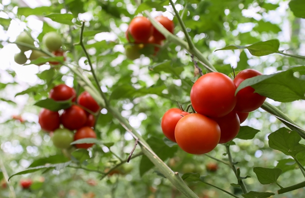 Foto - Hollanda engeli sonunda kalktı... Artık Türkiye'ye muhtaçlar