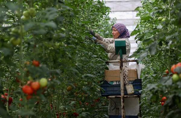 Foto - Hollanda engeli sonunda kalktı... Artık Türkiye'ye muhtaçlar