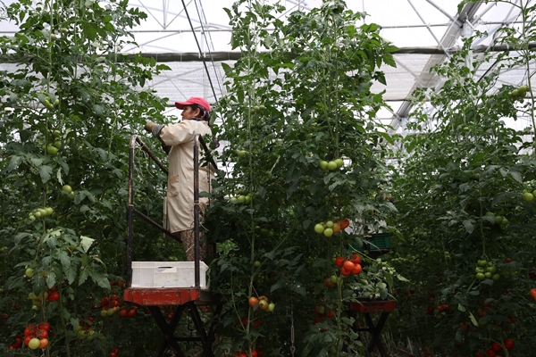 Foto - Hollanda engeli sonunda kalktı... Artık Türkiye'ye muhtaçlar