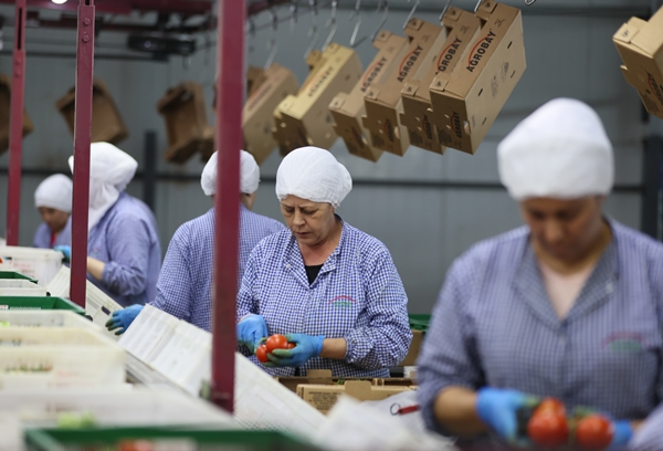 Foto - Hollanda engeli sonunda kalktı... Artık Türkiye'ye muhtaçlar