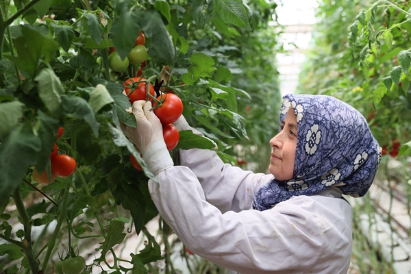 Foto - Hollanda engeli sonunda kalktı... Artık Türkiye'ye muhtaçlar