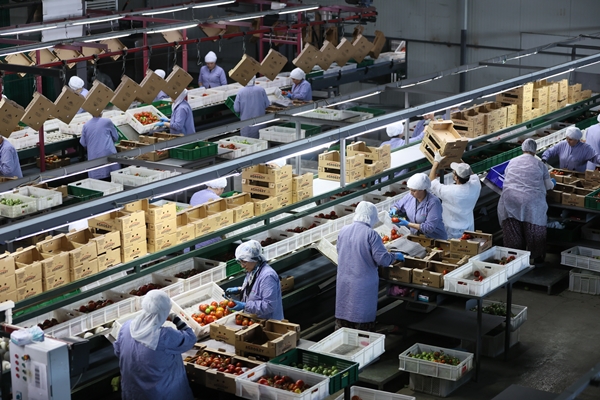 Foto - Hollanda engeli sonunda kalktı... Artık Türkiye'ye muhtaçlar