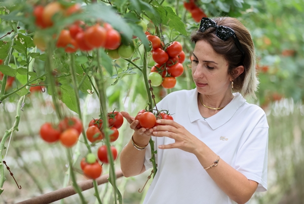 Foto - Hollanda engeli sonunda kalktı... Artık Türkiye'ye muhtaçlar