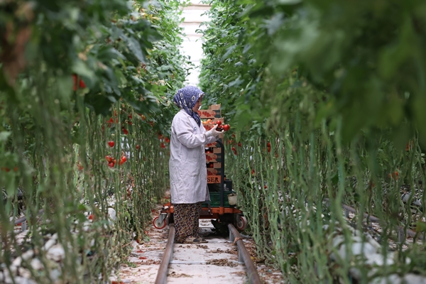 Foto - Hollanda engeli sonunda kalktı... Artık Türkiye'ye muhtaçlar