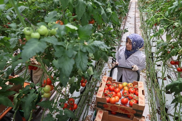 Foto - Hollanda engeli sonunda kalktı... Artık Türkiye'ye muhtaçlar
