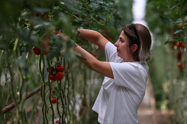 Foto - Hollanda engeli sonunda kalktı... Artık Türkiye'ye muhtaçlar