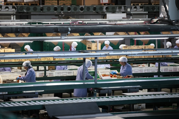 Foto - Hollanda engeli sonunda kalktı... Artık Türkiye'ye muhtaçlar