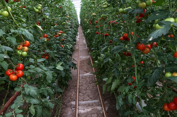 Foto - Hollanda engeli sonunda kalktı... Artık Türkiye'ye muhtaçlar