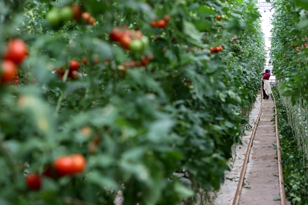 Foto - Hollanda engeli sonunda kalktı... Artık Türkiye'ye muhtaçlar