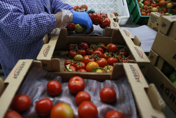 Foto - Hollanda engeli sonunda kalktı... Artık Türkiye'ye muhtaçlar
