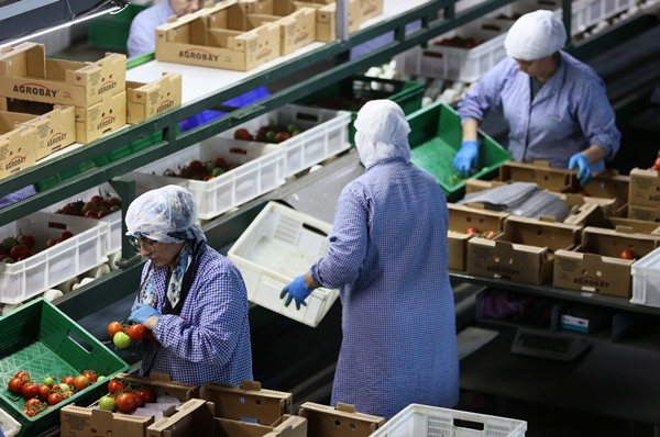 Foto - Hollanda engeli sonunda kalktı... Artık Türkiye'ye muhtaçlar